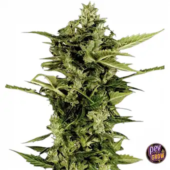 Auto Bomb Samen – Green...