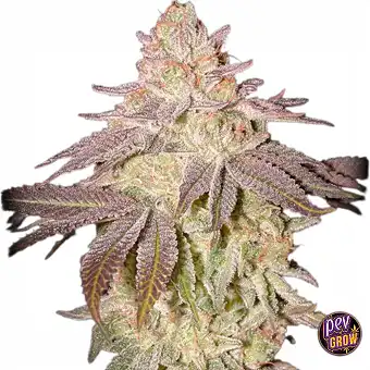 Auto Black Toffee – Green...