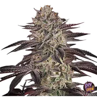 Auto Biscotti Magok – Green...