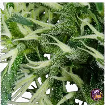 Arjan Ultra Haze 2 (Mango...