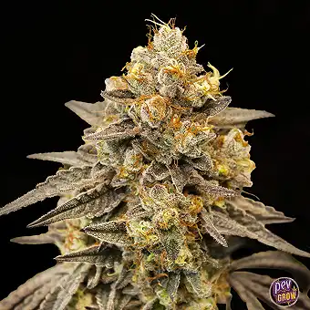 Auto Biscotti Zkittlez...