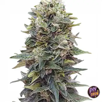 Auto Afghan Mass – Llavors...