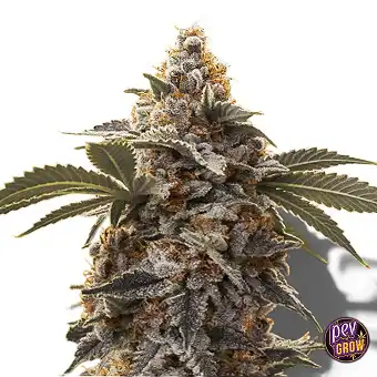Semi Auto Bubba's Gift – 00...