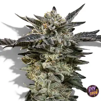 Auto Oreoz Samen – 00 Seeds...