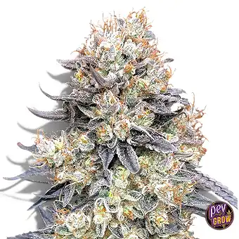 Auto Purple Punch Zaden –...