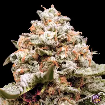Auto Rainbow Mints – 00...