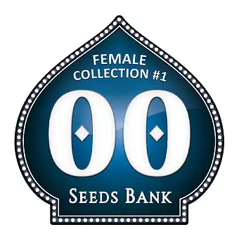Female Collection 1 Magok –...