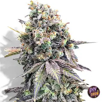 Purple Punch sieviešu...