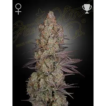 Exodus Cheese feminisierte...