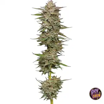 Auto Banana OG-frø –...