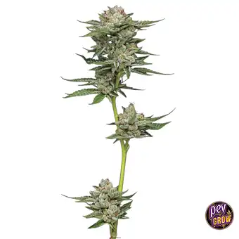 Auto Durban Poison ·...
