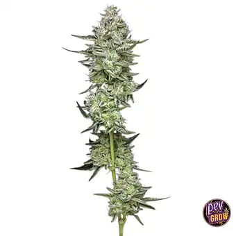 Nasiona Collieman Kush –...