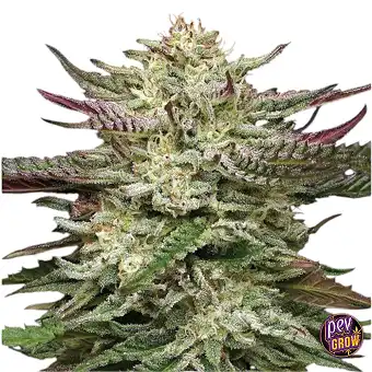 Humboldt Headband...