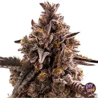 Auto Black Orchid Samen –...