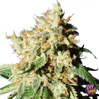 Семена Auto Blueberry...