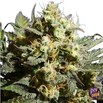 Auto Cherry Alien –...
