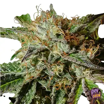 Семена Ghost Cookies Auto,...