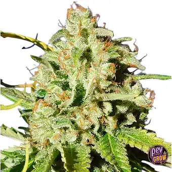 Auto Orange Diesel –...