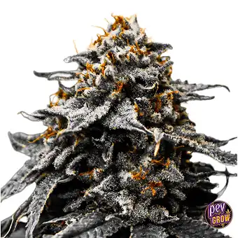 Auto Twilight Zlush –...