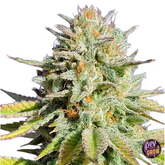 Gorilla Glue 4-frön –...