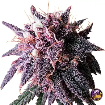 Purple Haze Gefeminiseerde...