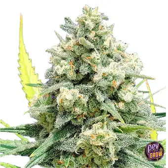 White Widow +...