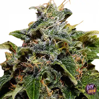 Graines de Skunk Feminizada...