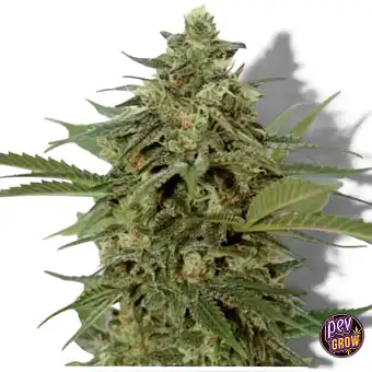 Amnesia Lemon Pie...