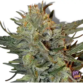 Amnesia Lemon Kush...