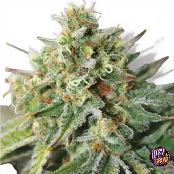 Auto Critical XXL-frön –...