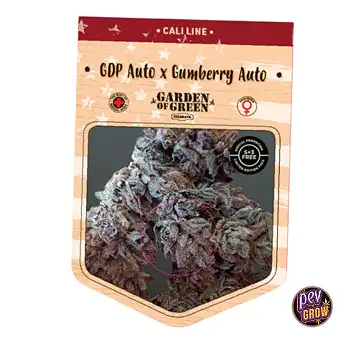 Auto Gumberries GDP-frø –...