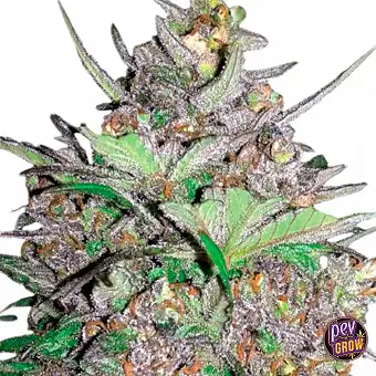 Semințe Auto Violet Kush –...