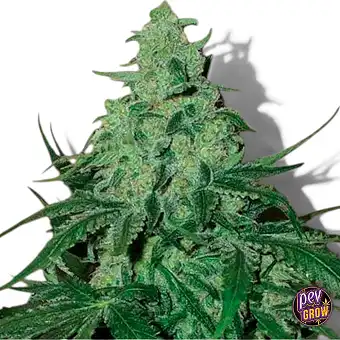 Auto Super Skunk seemned –...
