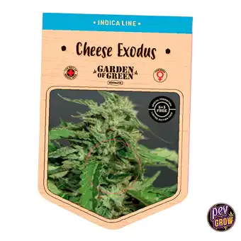 Cheese Exodus feminiserte...