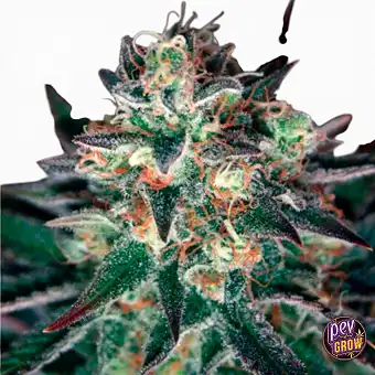Critical Relief CBD...