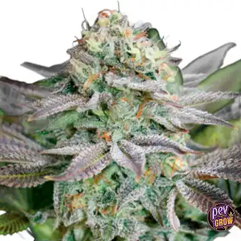 Blue Dream feminiserte frø,...