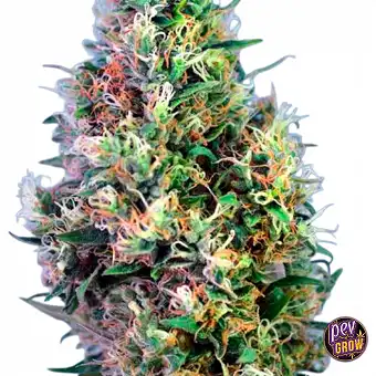 Super Pineapple Haze...