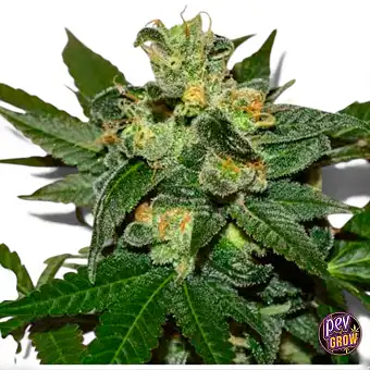 Super Skunk Kush...