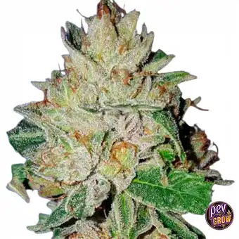 Violet Kush feminisierte...