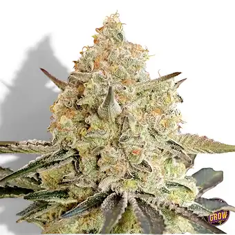 Apple Fritter Feminiserade...