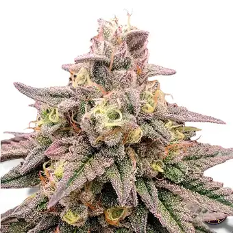 Semi di Animal Zookies...