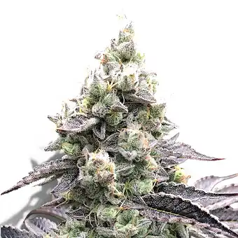 Auto Acai Mintz-frø –...