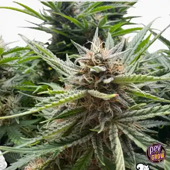 Auto Fishy Zoap-frø – Seed...