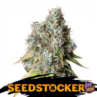 Semi Auto Bruce Banner,...