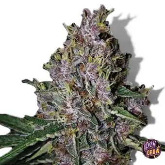Auto Amaretto Tarmac – Seed...