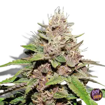 Auto Forbidden Mochi – Seed...