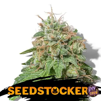 Auto Green Crack Sēklas ·...