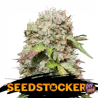 Auto Jack Herer – Seed...