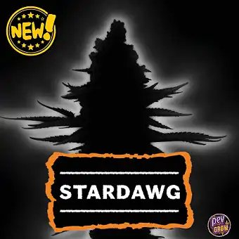 Graines Auto Stardawg –...