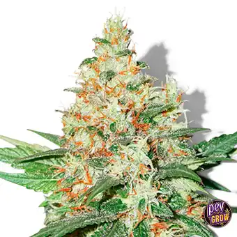 O.G. Kush Auto-frön – Seed...